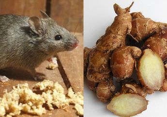 Gak Usah Minta Suami untuk Beli Perangkap! Tikus Di Rumah Bisa Langsung Kabur Seketika Modal Pakai Kencur, Dijamin Gak Berani Balik Lagi