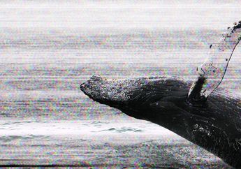 Kaisar Franz dari Austria dan Papirus Bertemu Jodohnya