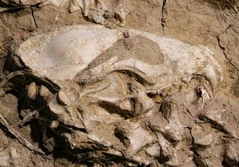 Ahli Paleontologi Temukan Fosil Archaeocyon, Anjing Purba yang Langka