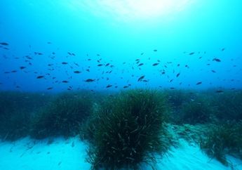 Ada Titik Manis di Laut: Pegunungan Gula di Bawah Padang Lamun