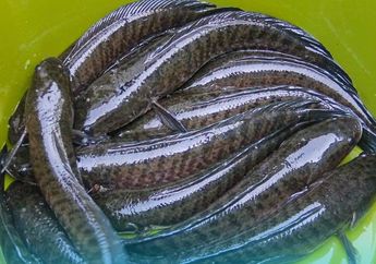 Siapa Bilang Ikan Murahan, Manfaat Ikan Gabus Ternyata Tidak Main-main, Langsung Beli Kalau Lihat di Pasar