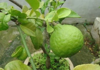 Gak Usah Khawatir Lagi! Cuma Modal Jeruk Purut yang Diolah Seperti Ini Bisa Bantu Atasi Bekas Jerawat di Wajah
