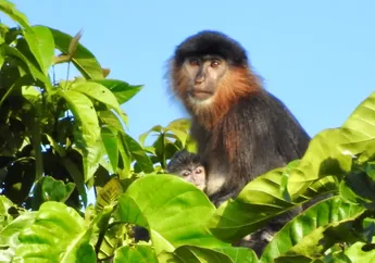 Borneo Punya 'Monyet Misteri' Hibrida, Bikin Para Ilmuwan Khawatir