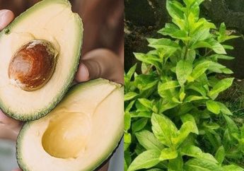 BERITA POPULER : Manfaat Alpukat Sebagai Pengganti Obat Kuat Sampai Turunkan Kolestrol dengan Air Rebusan Daun Di Pinggir Jalan