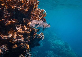 Peneliti Ungkap Alasan Mengapa Tabir Surya Membahayakan Terumbu Karang
