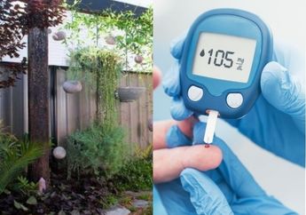 Ibu Ini Langsung Sujud Syukur Gula Darahnya Stabil, Daun Tanaman Rambat Depan Rumah Ini Diam-diam Bisa jadi Obat Alami Diabetes Tak Kalah dari Obat Mahal