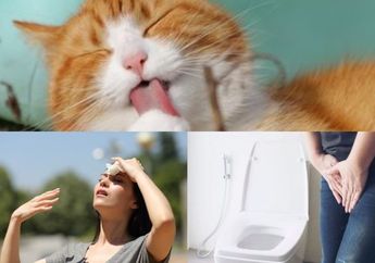 Berita Terpopuler: Cara Menghilangkan Bau Kucing di Dalam Rumah hingga 4 Kesalahan Saat Buang Air Kecil