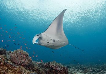 Rentannya Pari Manta Taman Nasional Komodo karena Terbuai Pariwisata