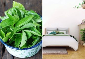 Awalnya Iseng Taruh Kemangi di Samping Tempat Tidur, Seisi Rumah Malah Dibuat Melongo Lihat Efeknya, Diluar Ekspektasi