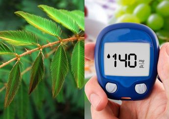 Tinggal Petik Di Depan Rumah, Daun Putri Malu yang Diolah dengan Cara Ini Ternyata Bisa Jadi Obat Mujarab untuk Diabetes, Lebih Aman Tanpa Efek Samping