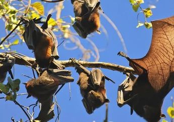 Bersumber dari Kelelawar, Virus Hendra Tercatat Jauh Lebih Mematikan Dibanding Covid-19, Waspadai Gejalanya yang Salah Penanganan Bisa Berujung Serius