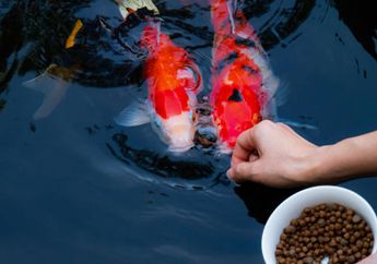 Hendak Menghadirkan Kolam Ikan di Rumah? Segini Biaya yang Harus Dikeluarkan!
