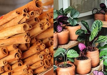 Manfaat Kayu Manis untuk Tanaman, Bisa Usir Jamur Hingga Semut yang Ada di Sela-sela Tanaman Hias!