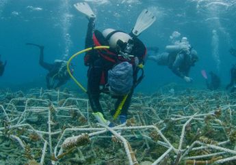 'Nyanyian' Terumbu Karang di Sulawesi: Upaya Konservasi dengan Suara