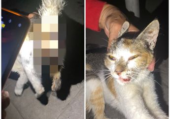Muka Penyok Hingga Organ Vital Berdarah, Mengenaskan Begini Kondisi Kucing Yang Disodomi Tukang Tambal Ban Bejat, Ternyata Ada 4 Kucing Lain Yang Juga Jadi Korbannya