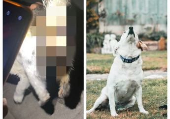 Psikopat! Sempat Ramai Kucing Disodomi Tukang Tambal Ban, Kini Seorang Pria Tega Jadikan Anjing Pemuas Nafsunya, Polisi Sampai Jijik Temukan ini!
