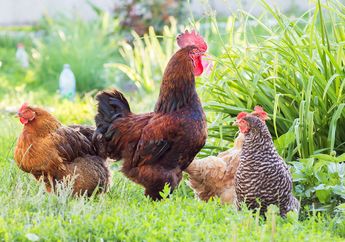 Dulunya Hewan Liar, Sejak Kapan Ayam Dipelihara dan Dijinakkan?