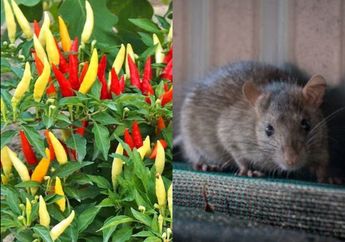 Yang Punya Tanaman Cabe di Rumah Bakal Melongo, Ternyata Bisa Buat Usir Tikus, Kasih Tahu Tetangga Sekomplek Sekarang!