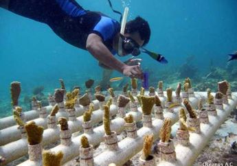 Restorasi Mangrove dan Terumbu Karang Memberikan Perlindungan Banjir