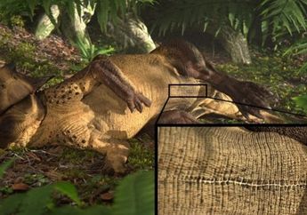 Temuan Fosil Ini Menunjukkan Bahwa Dinosaurus Memiliki 'Pusar Perut'