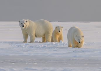 Cara Cerdas Beruang Kutub Beradaptasi saat Es di Greenland Mencair