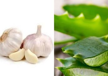 Ucapkan Selamat Tinggal Pada Obat Dokter, Cukup Beli Bawang Putih Lalu Campur dengan Lidah Buaya, Kolestrol Jahat Auto Minggat