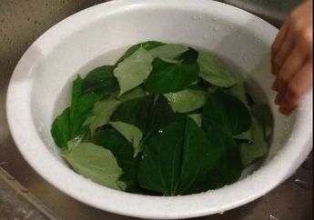 Pengidap Diabetes Juga Berhak Sembuh, Rahasianya Cuma Petik Daun Sirih Lalu Rebus dan Minum Airnya, Kalau Minum Obat Belum Tentu Hasilnya Semanjur ini