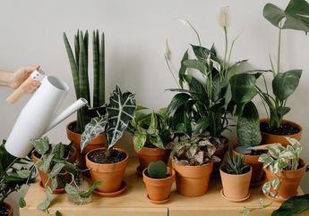 Mulai Sekarang Jangan Dibuang Sia-sia, Air Bekas Cucian di Dapur Ini Bisa Bikin Tanaman di Kebun Subur, Dijamin Puas Tahu Hasilnya