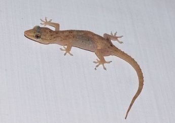 Cara Ampuh Usir Cicak Secara Permanen dari Rumah, Cukup Gantung 1 Bumbu Dapur ini di Jendela, Dijamin Bakal Lari Kocar-kacir!