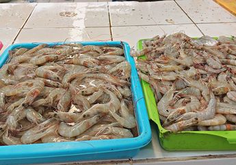 Kapan Seafood Bisa Diberikan Sebagai Makanan Bayi untuk Si Kecil? Ketahui Ini Dia Usia yang Tepat