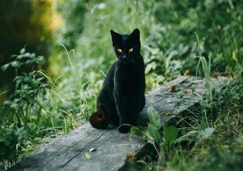 Mitos Dilangkahi Kucing Hitam Bawa Nasib Buruk? Ini Sederet Arti Mitos Kucing Hitam Menurut Pandangan Islam