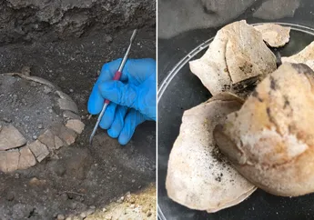 Berusia 2.000 Tahun, Kura-kura Hamil Ini Terungkap dari Reruntuhan di Pompeii, Bencana Alam Paling Bersejarah dalam Sejarah