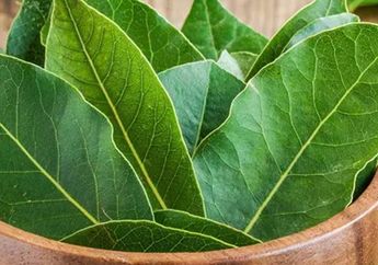 Ucapkan Selamat Tinggal Pada Pil Pelangsing! Cukup Olah Daun di Pekarangan Rumah Ini Bisa Turunkan Berat Badan Secara Alami