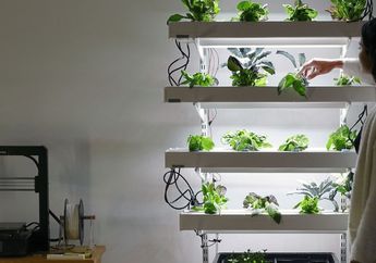 Tak Perlu Bingung Lagi Membawa Tanaman Masuk ke Ruangan, Begini Cara Buat Interior Makin 'Aesthetic' Hanya dengan Unsur Tanaman!