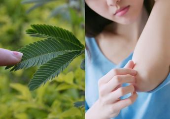 Dikira Hanya Tanaman Liar, Ternyata Daun Putri Malu yang Dioles ke Kulit Bakal Bawa Perubahan Ini, Hasilnya Bikin Shock!