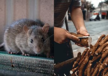 Seumur-umur Baru Tahu, Kalau Campuran Singkong dan Air Kelapa Bisa Usir Tikus, Begini Cara Pakainya