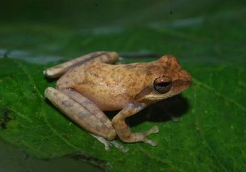 Jangan Langsung Diusir, Arti Katak Masuk Rumah Ternyata Simpan Pertanda Ada Sesuatu yang Akan Terjadi Dalam Hidup Keluarga Anda