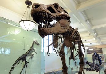T. Rex Mungkin Lebih Besar dari Perkiraan, Beratnya Mencapai 15.000 Kg