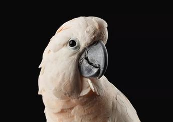 Dunia Hewan: Mengapa Beberapa Burung Lebih Cerdas Daripada yang Lain?