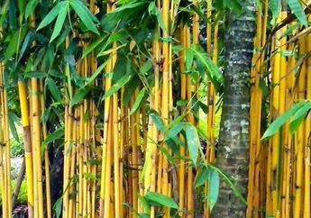 Merinding, Benar Bisa Tangkal Santet Masuk Rumah? Ini Dia Arti Mitos Bambu Kuning Bisa jadi Pagar Gaib Hingga Jimat Pembawa Keberuntungan