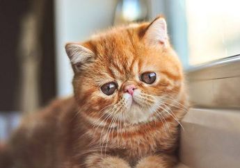 Bantuin Manusia, Ternyata Ini 3 Manfaat Pelihara Kucing untuk Mengusir Stress