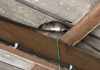 Cara Ampuh Mengusir Tikus di Plafon Rumah, Gak Akan Berisik Lagi Kalau Pakai 5 Bahan Murah Meriah Ini