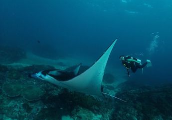 Pendam Kecewa, Gisel Bersyukur Masih Bisa Ketemu Makhluk Jinak di Bali, Foto Diving Ibunda Gempi Disorot