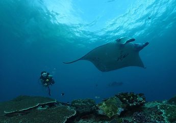 Ketemu Ikan Raksasa di Nusa Penida, Gisel Sampai Bilang Begini ke Pria Ini, Foto Janda Gading Marten Diving Disorot
