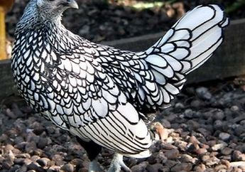 Sejarah Ayam Dipuja dan Dimuliakan Berabad-Abad Kemudian 'Dihinakan'