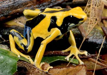 Dunia Hewan: Katak Panah Beracun, Cantik Tetapi Mematikan Bagi Manusia
