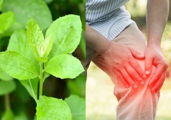 Makanan Penyembuh Rematik yang Terbukti Ampuh, Cukup Makan Sayur Daun Beluntas dan BPJS Bisa Nganggur