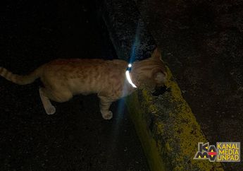 Menarik! Rayakan Hari Kucing Internasional, Mahasiswa Unpad Pasang “Reflective Collar” ke Kucing Jalanan di Jatinangor
