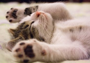 Tembak Sejumlah Kucing hingga Mati Mengenaskan, Pelaku yang Merupakan TNI Berangkat Brigjen Ini Ungkap Alasannya, Hanya Karena Hal Sepele Ini