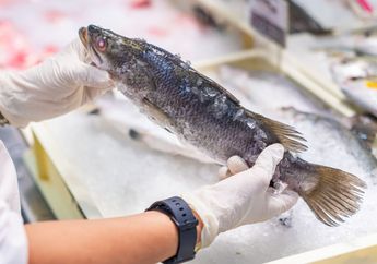 Waduh Dijual Bebas Di Pasar, Kalau Lihat Ikan yang Insangnya Seperti Ini Jangan Dibeli Sebab Mengandung Formalin, Catat Nih!